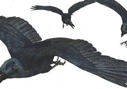 Weh' dem, der keine Heimat hat Krähen