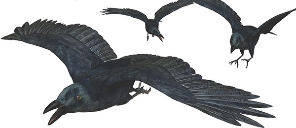 Weh' dem, der keine Heimat hat Krähen