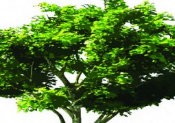 Gepflanzt für die Zukunft