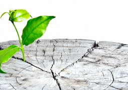 Wurzeln bis in den Himmel?!