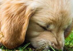 „Freude schöner Götterfunken“
